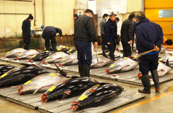 Tokyo surprenant… Les enchères de thon de Tsukiji Market.